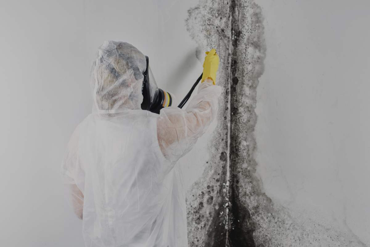 Commercial Mold Removal Near Me