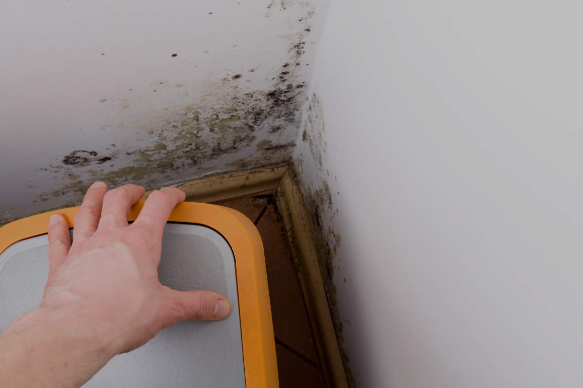 How to Prevent Mold Growth in Humid Climates