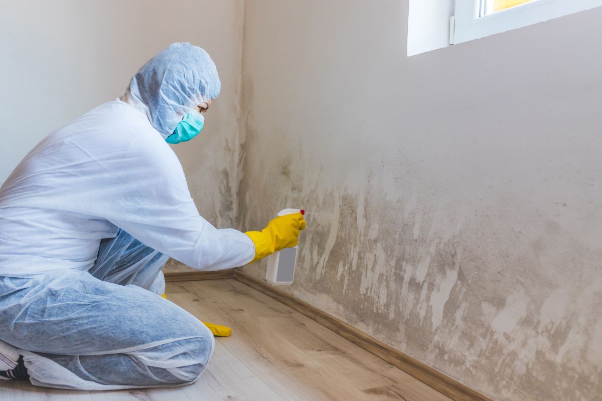 Mold Remediation Near Me